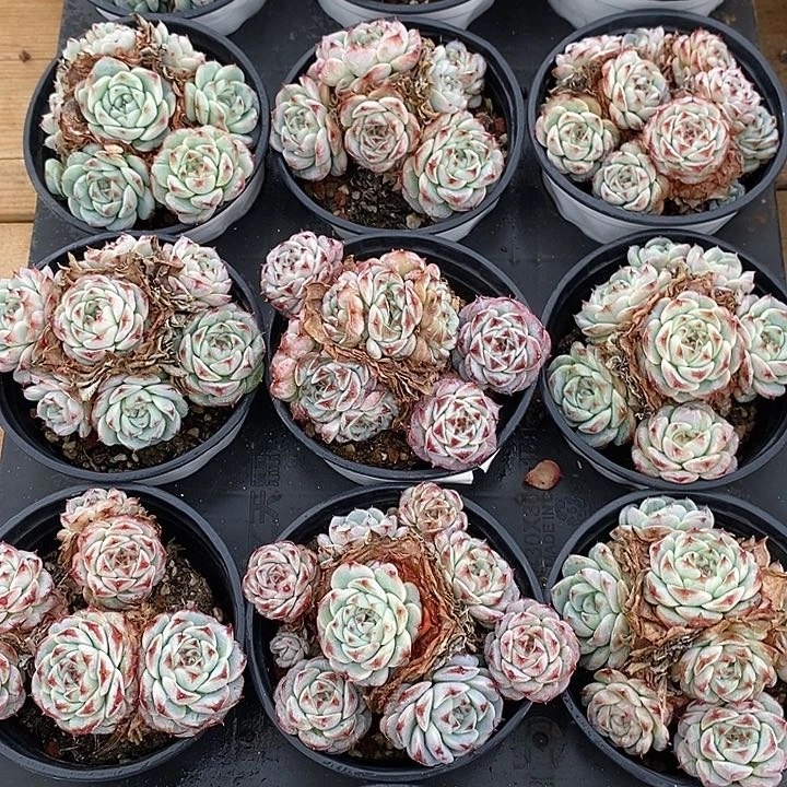 金汇园艺，团天鹅绒福利