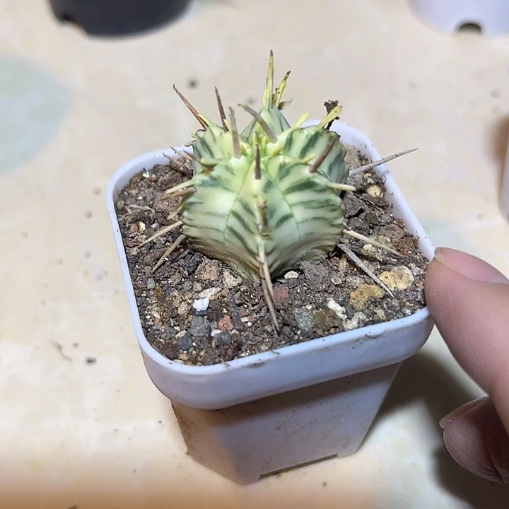 无花朵斑马锦仙人球