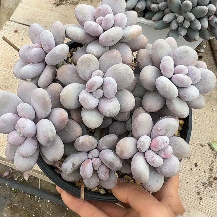 原始奶酪多肉植物的生长