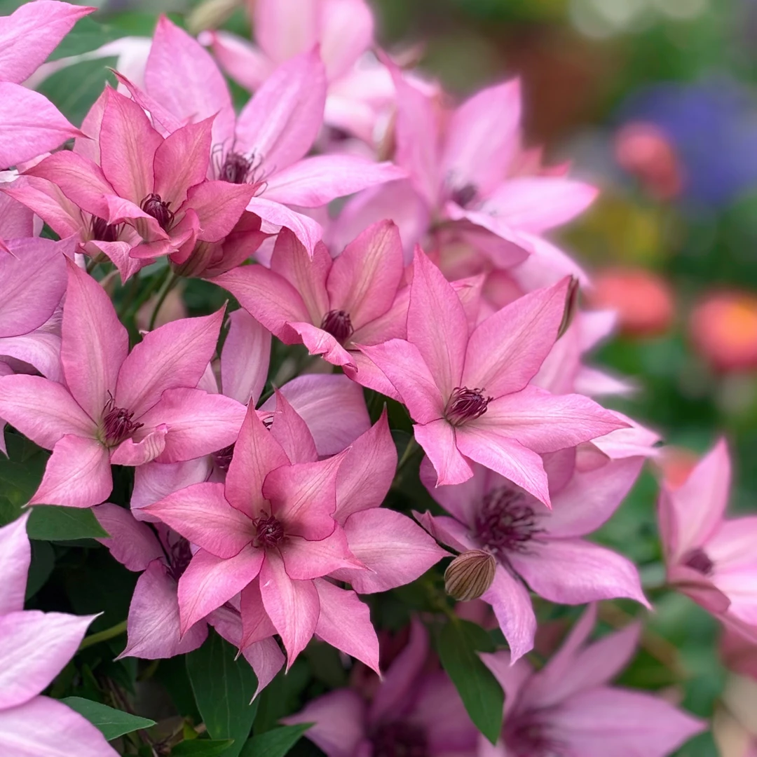 吉赛尔大道矮生铁线莲