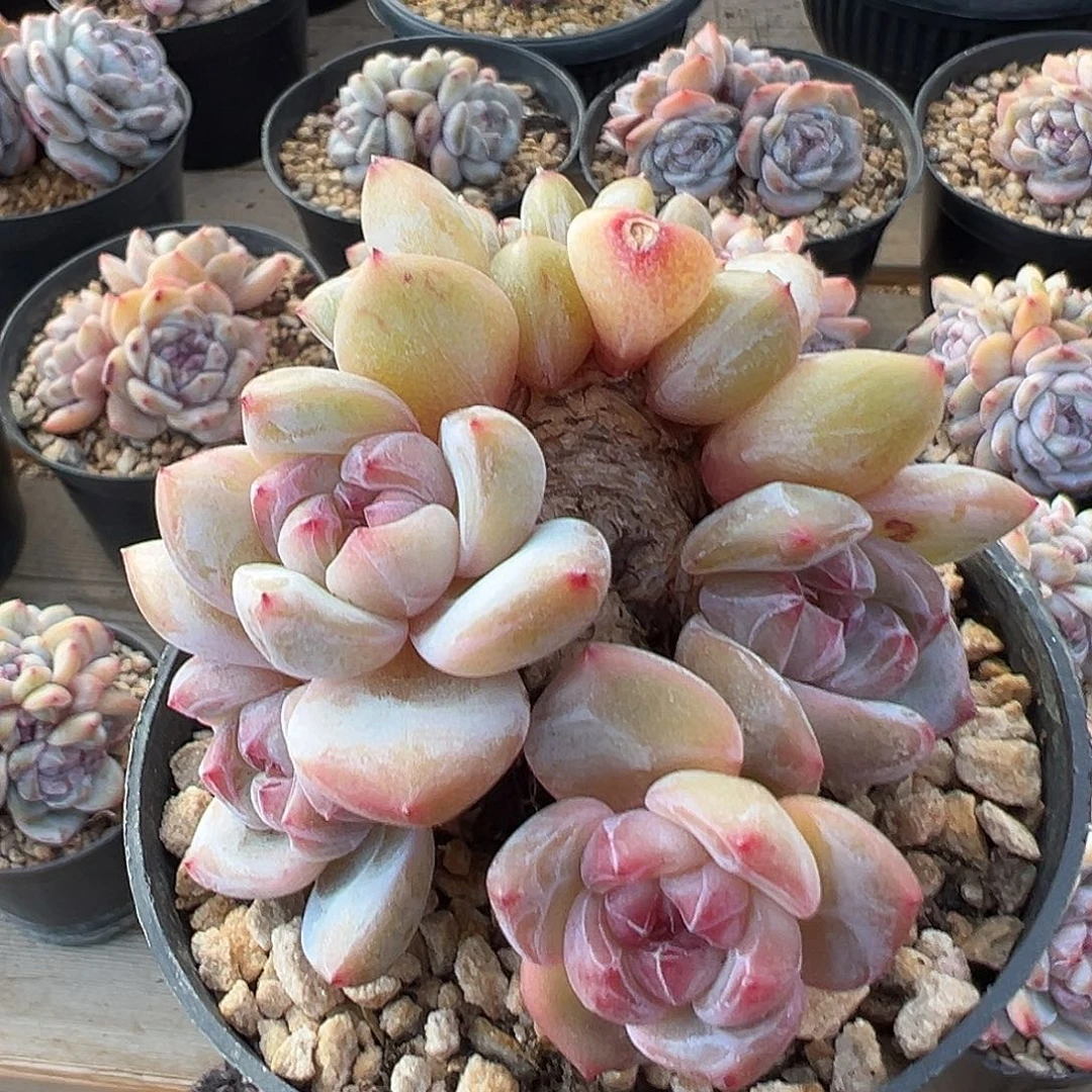 4头哈哈哈哈哈哈哈哈