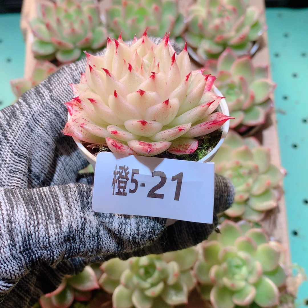 5-21一物一拍多肉带盆1颗