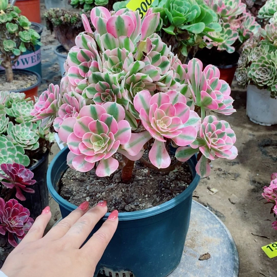 粉女巫多肉植物3008