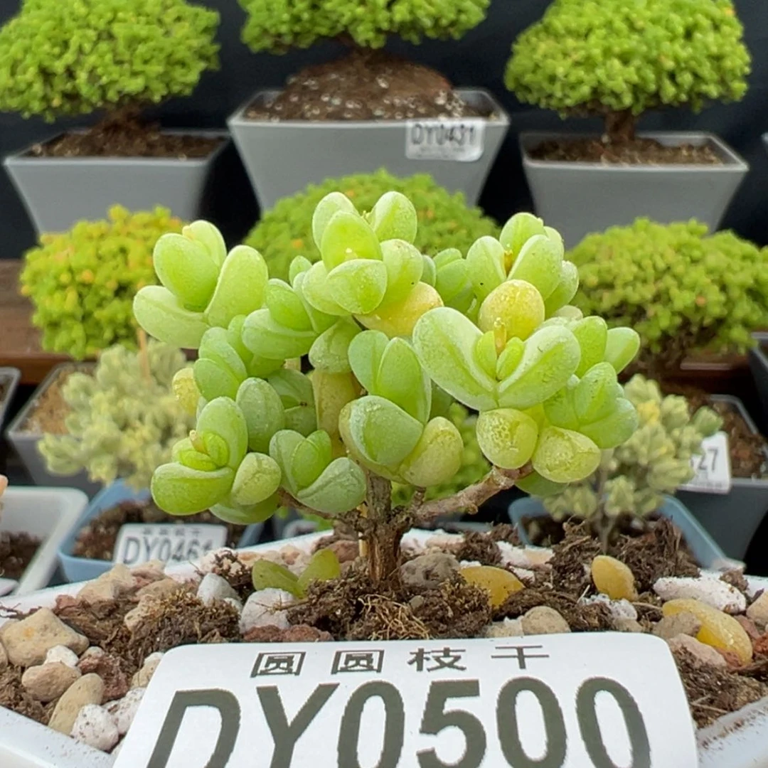 【闪购商品】dy0500元宝冠幅4cm