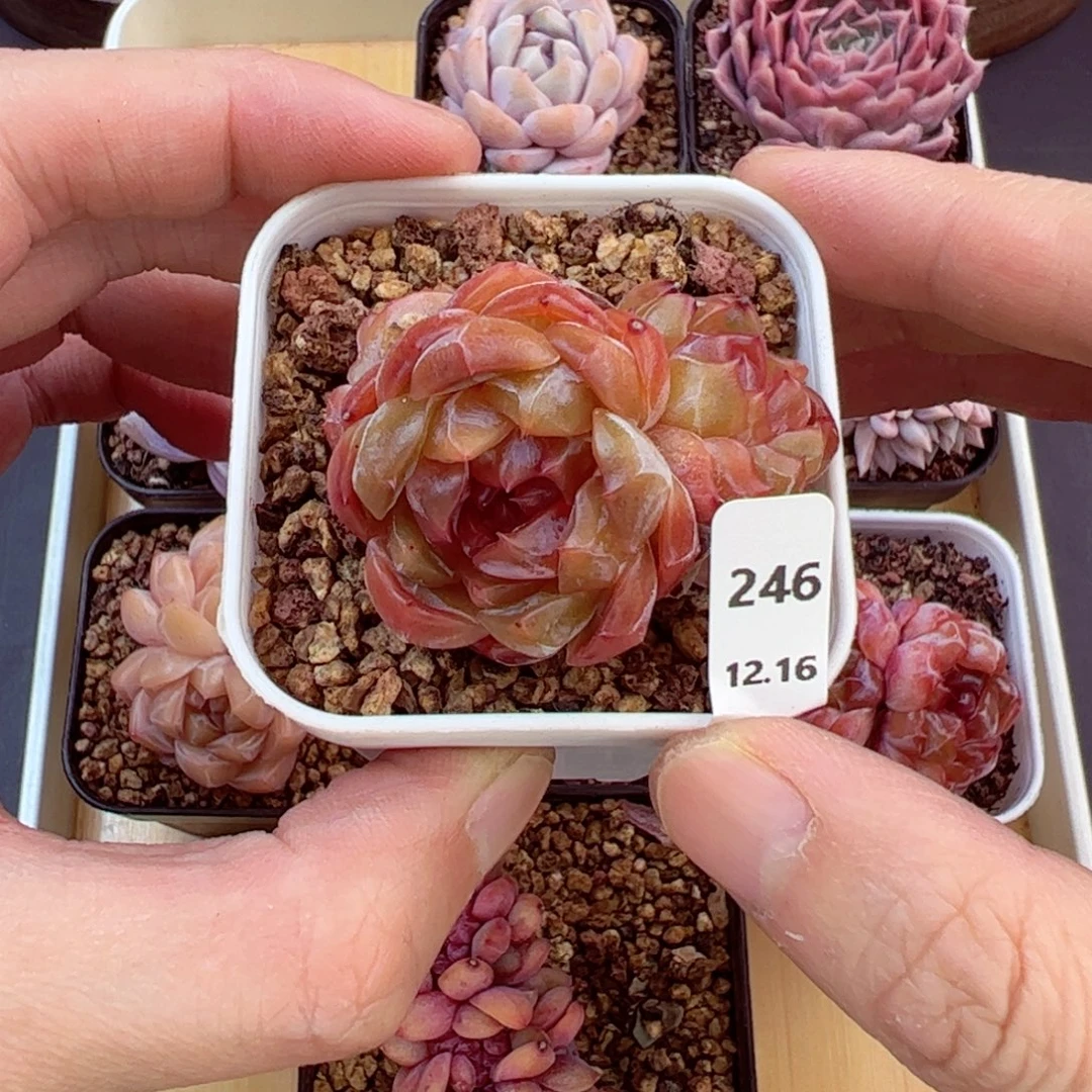 好好看246、哈哈哈哈