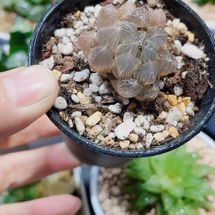 特价实生新手好养的