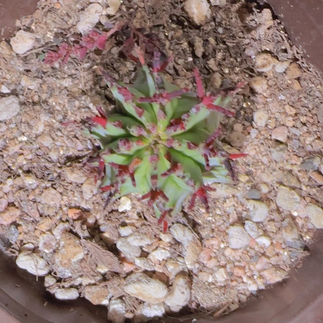 F***）块根植物块根植物