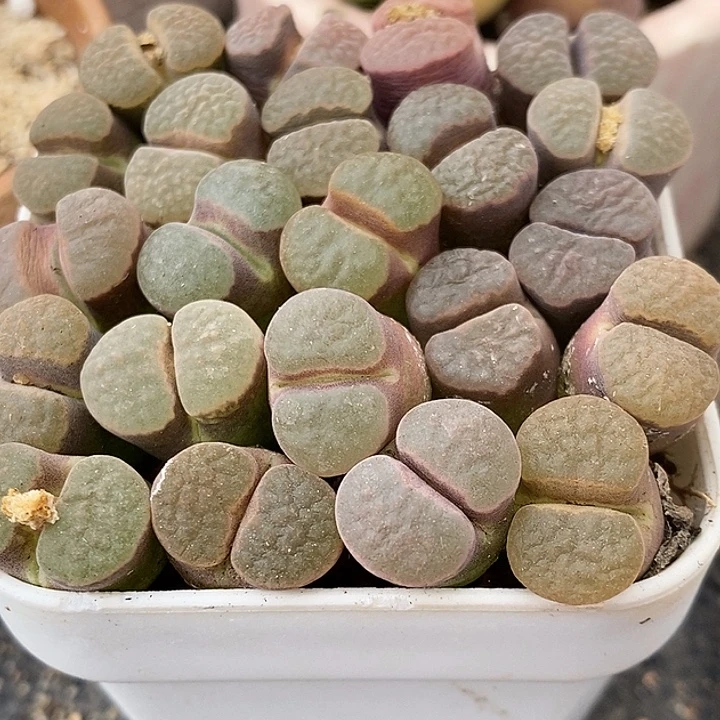 大磁铁风铃1颗买2送1。