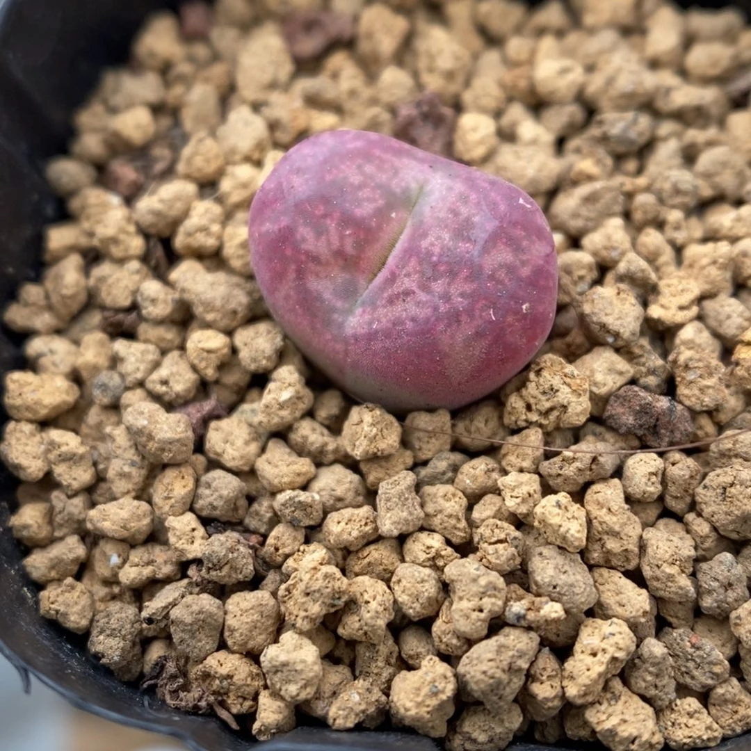 多肉植物肉锥杂交K-3388