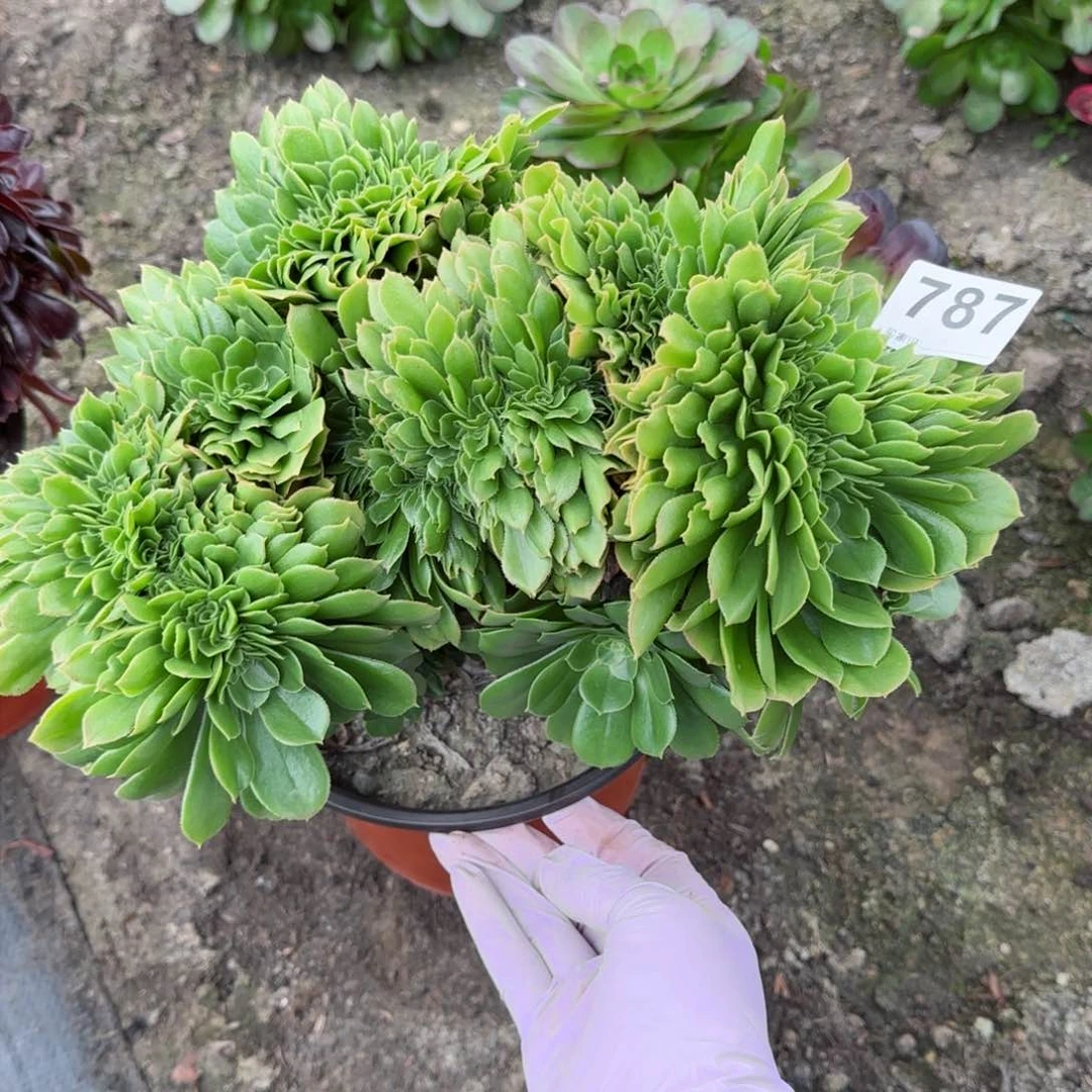 787多肉植物绿缀
