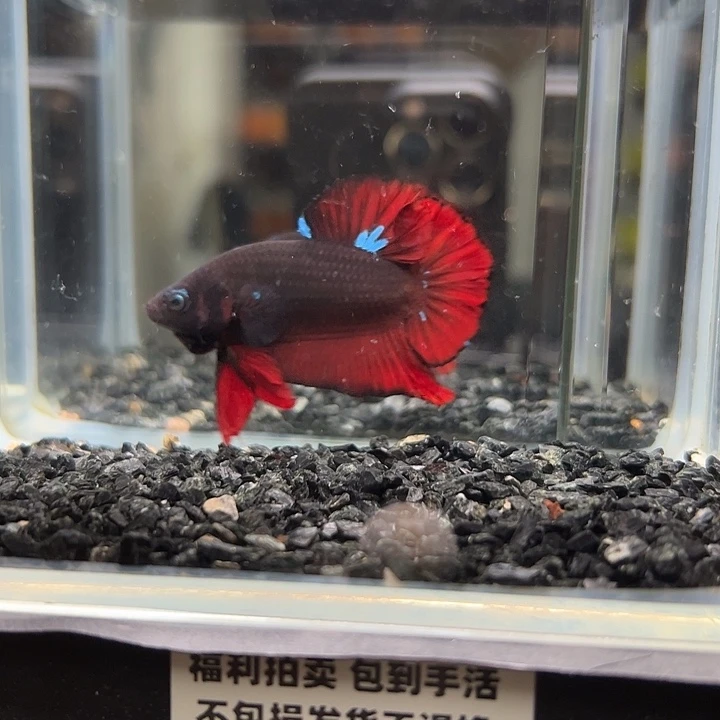 斗鱼跑单拉黑1 9日1