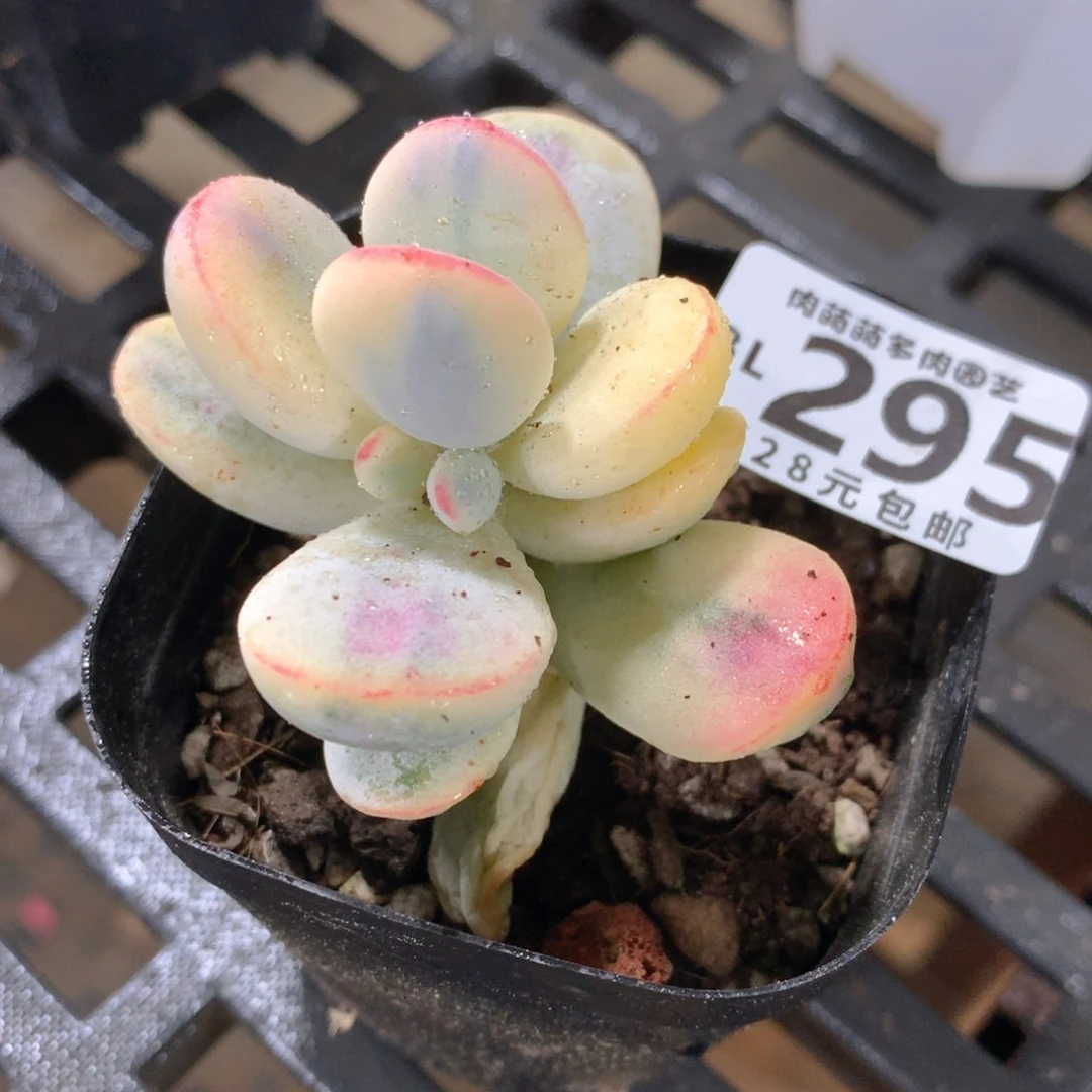肉萌萌5cm拇指盆精控多肉BL295