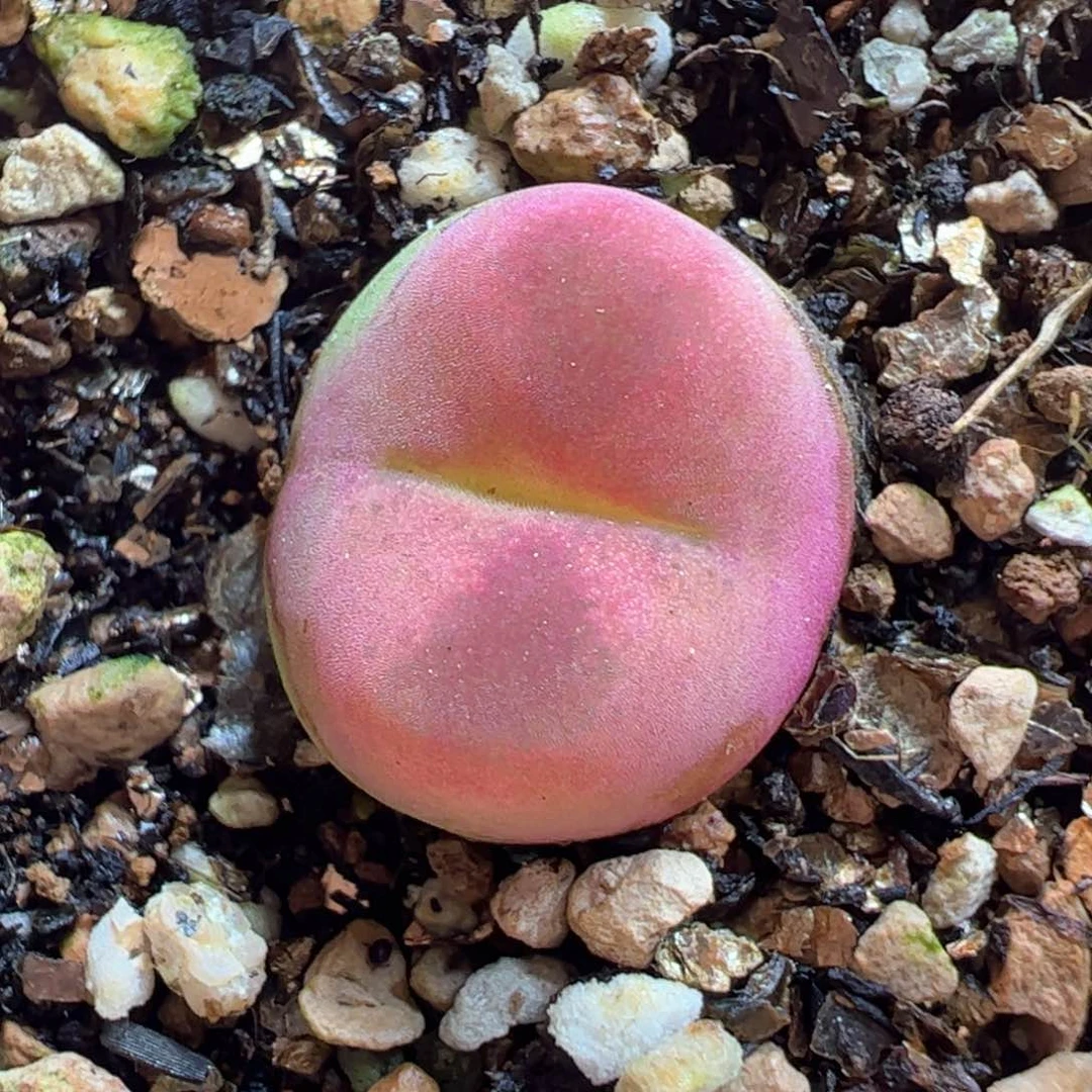暗纹粉紫毛多肉植物百科