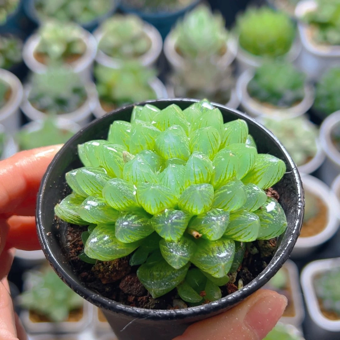 万象盆雪花玉露多肉