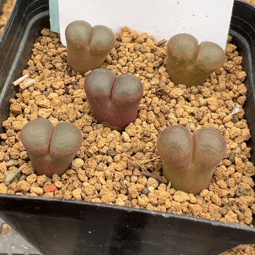 15-100 1804.5红宝石风铃多肉植物
