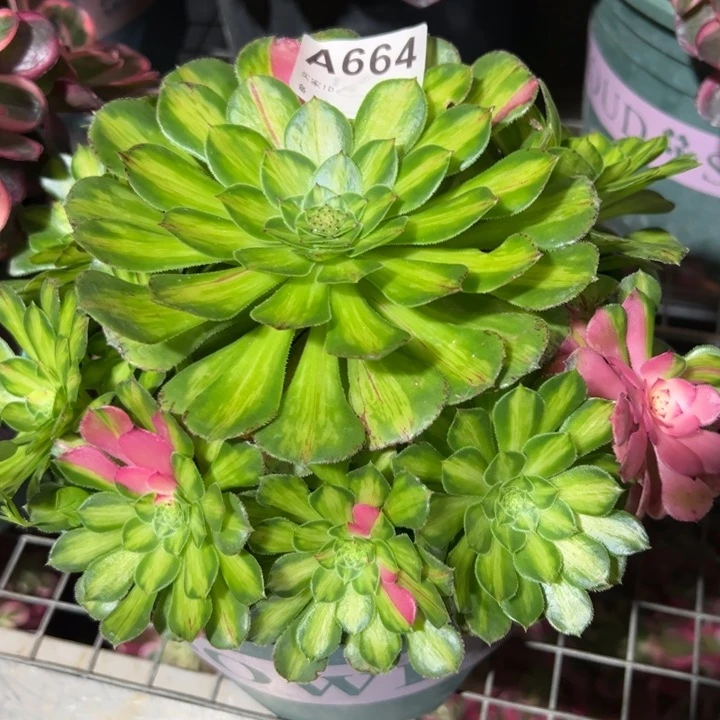 664知否20厘米左右多肉