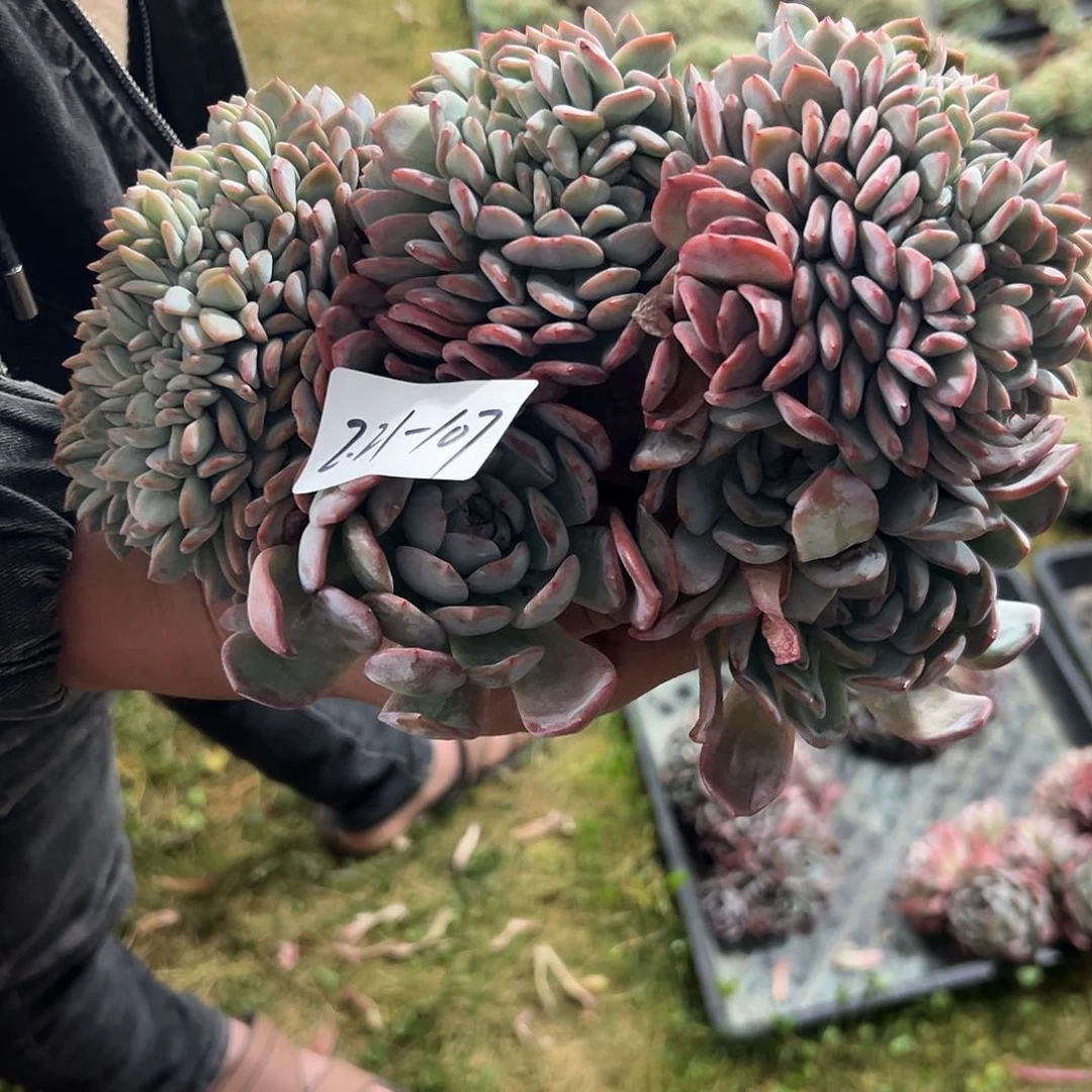 221-107-全明星缀化多肉顺丰