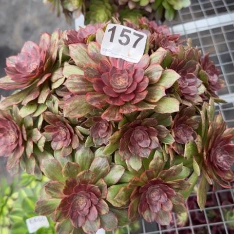 157红丝绒26厘米左右