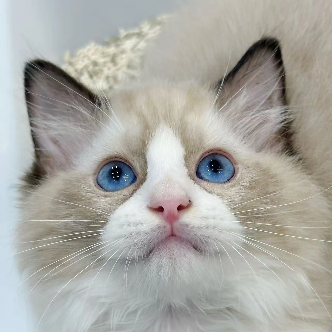 来了姊妹-海双布偶猫-弟弟-12