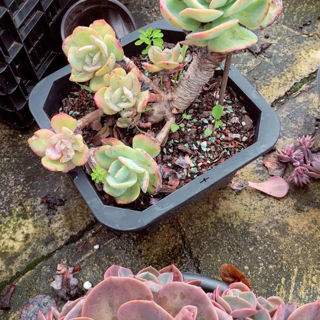 用***6白凤，老桩，多肉植物