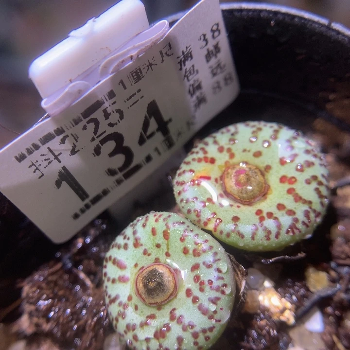 精品生石花225.134