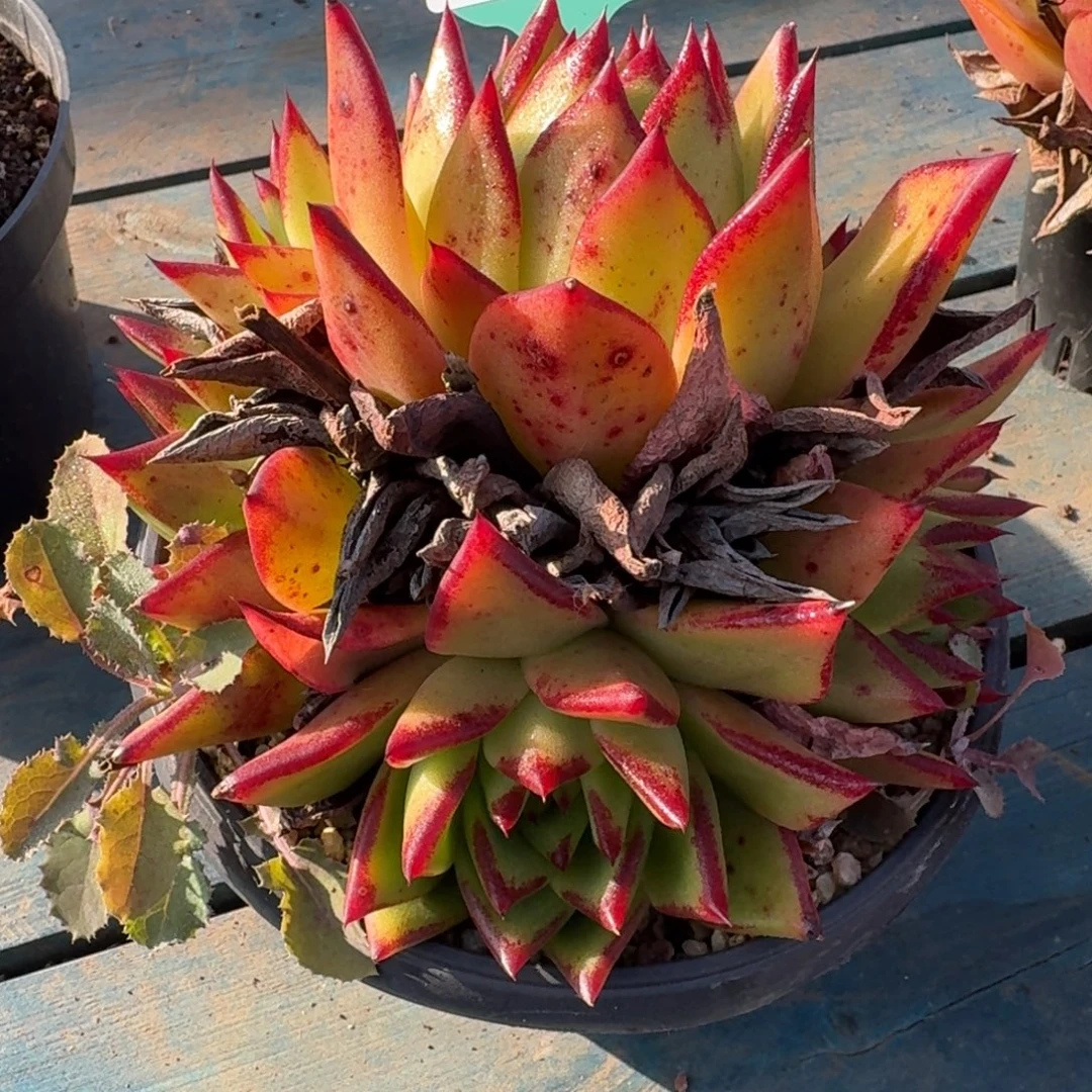 从前慢多肉精选编号1201.28