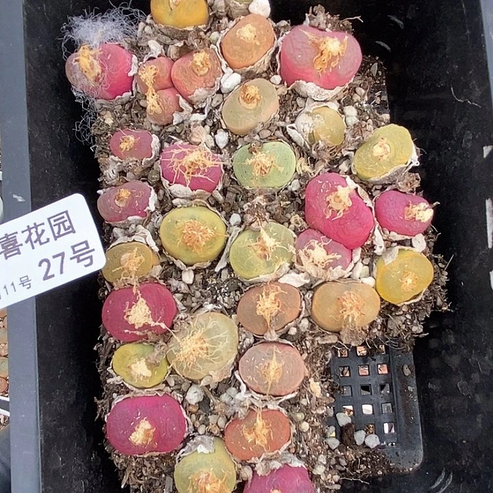 @*桃喜花园0211-27毛