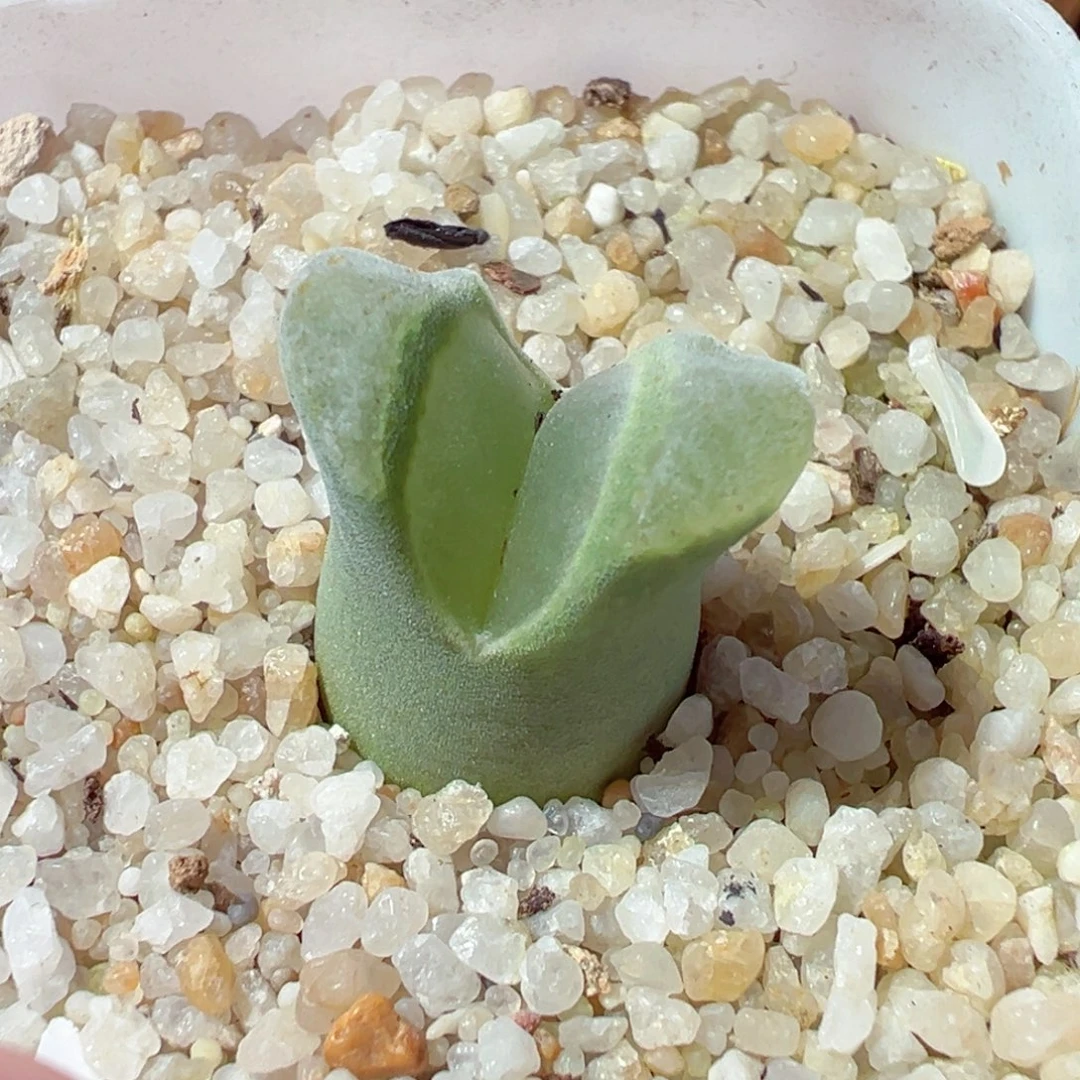 1211-478多肉多肉