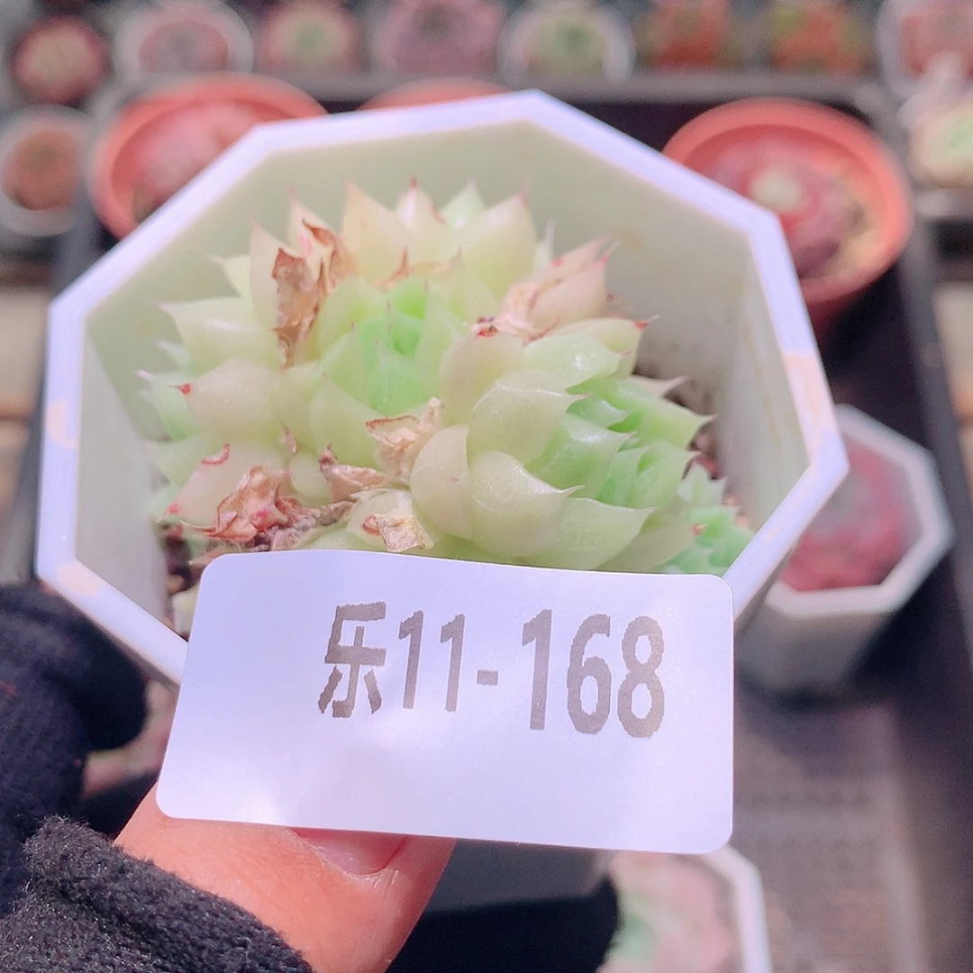 乐然11-168 麦秆群