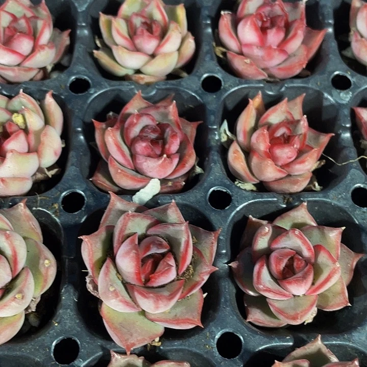 小宝莲灯1元带土发