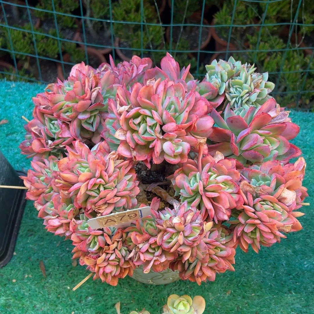 绮罗缀，，，，，，，，，，，，，