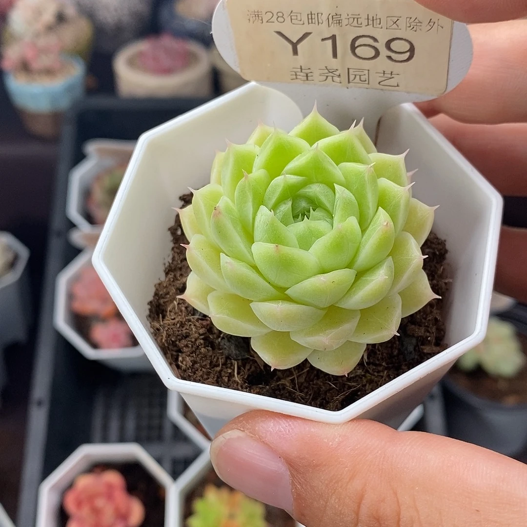 0169!绿糖甜 4cm