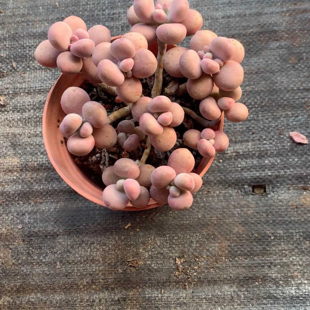 小****斯105号不带盆偏远的不包邮的