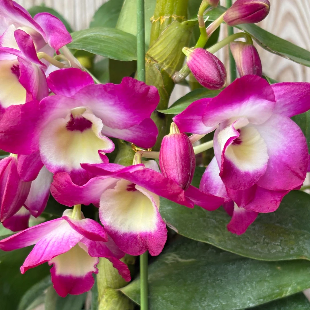 紫水晶石斛兰春石斛盆栽绿植阳台庭院好养花大花期长