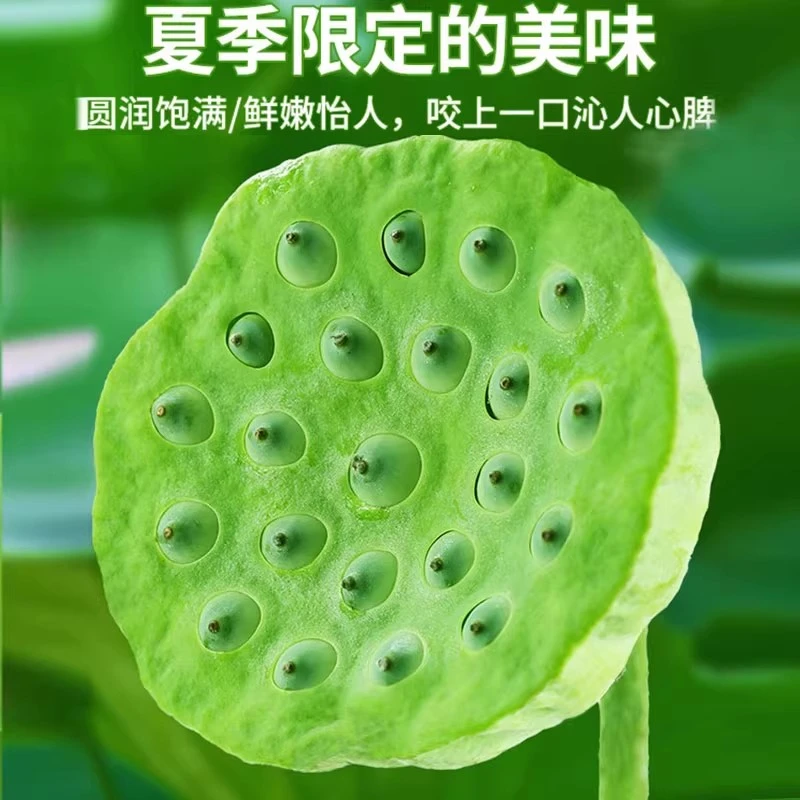 新鲜莲子可生吃莲心苦莲米现摘现发即食孕妇水果夏天水果