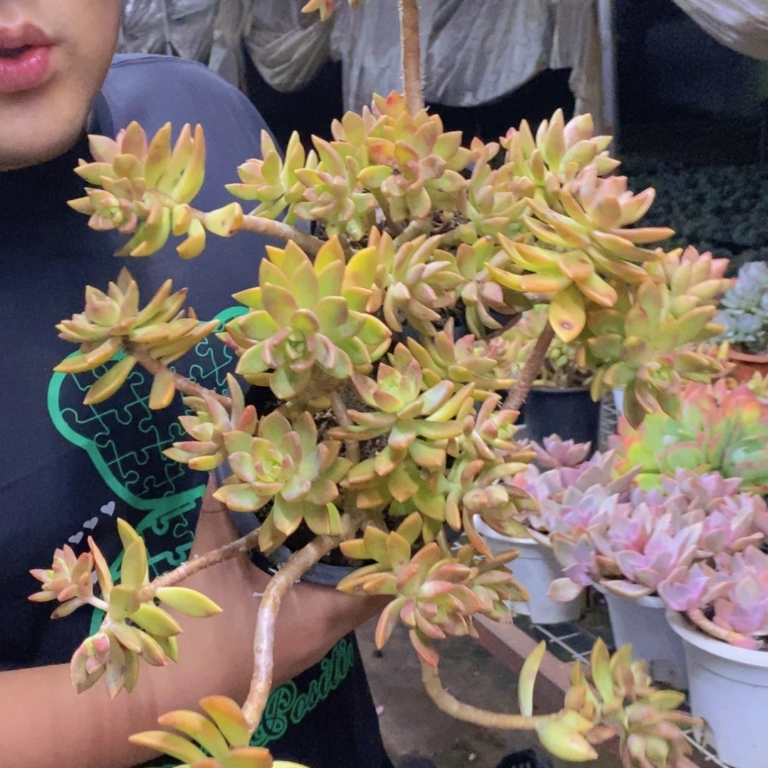 黄金布丁两盆，有斑点正常
