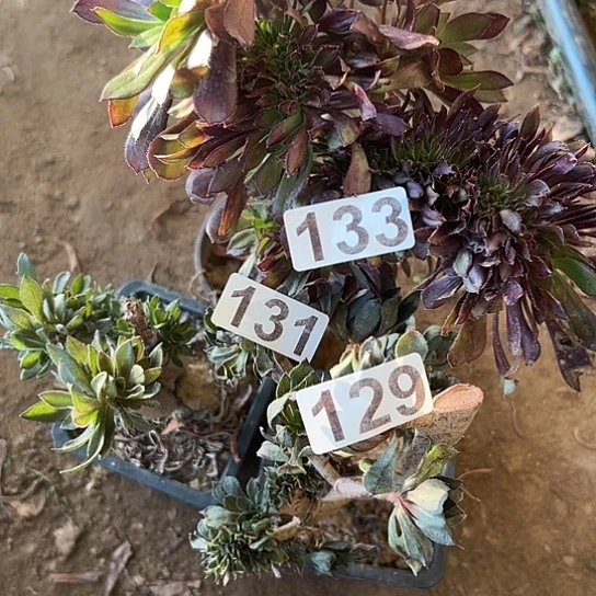 艾***姐多肉植物三个有伤133.131.129