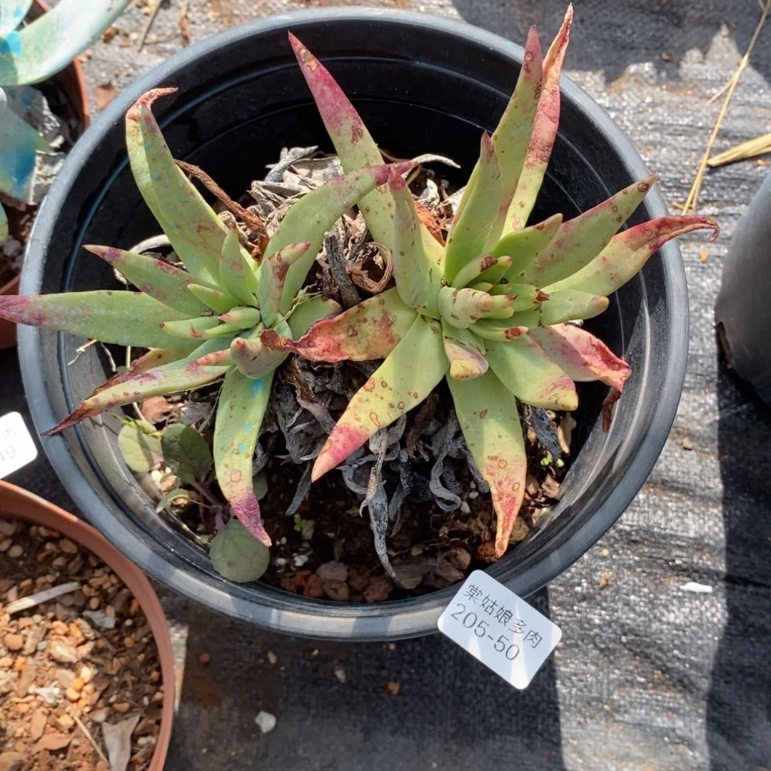 50号坎代小可爱呀