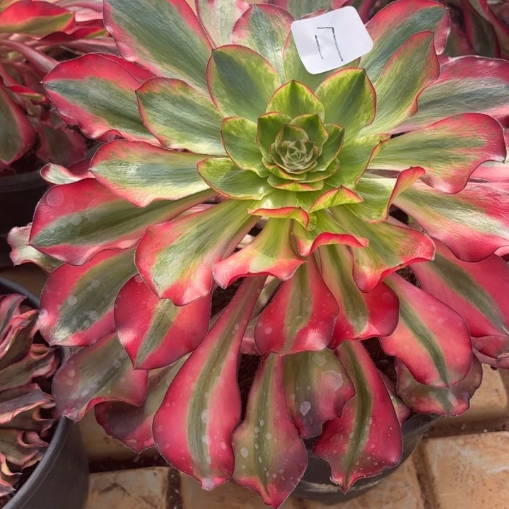 云南巫毒白好看17号