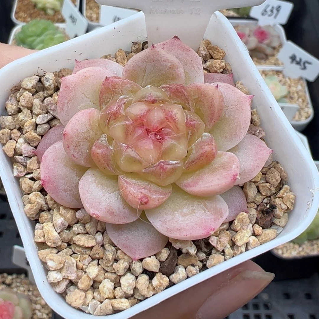 144号白冰 晗雨多肉