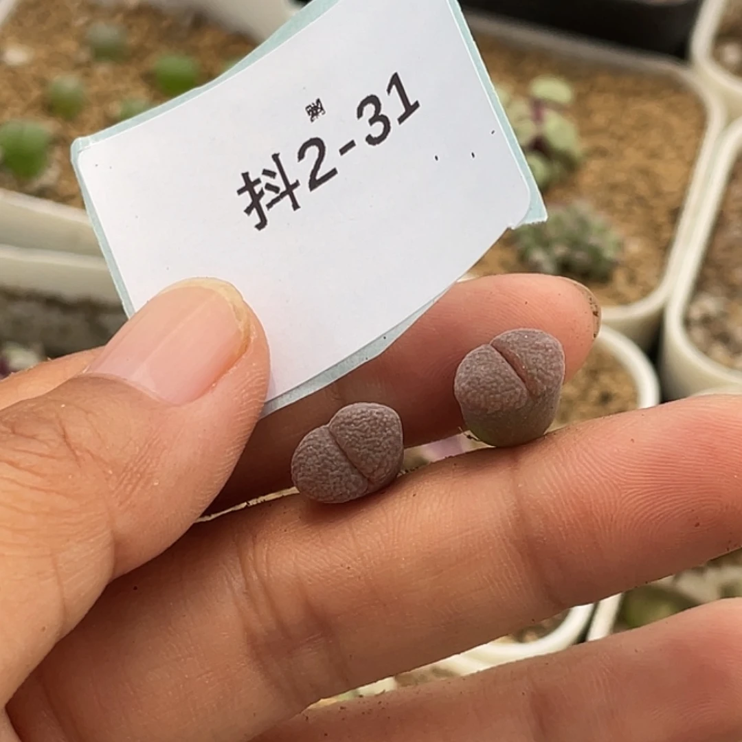 水***冻2-31肉锥多肉植物