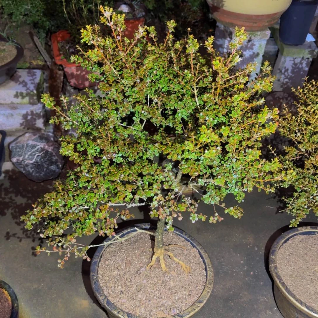 完全开放？****？安徽珍珠黄杨