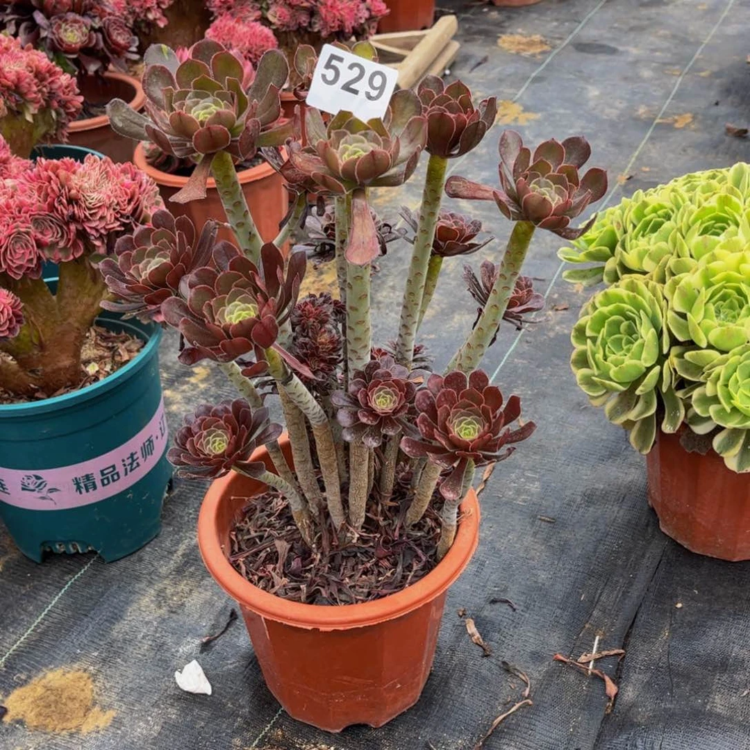 多肉植物灰法师群生529