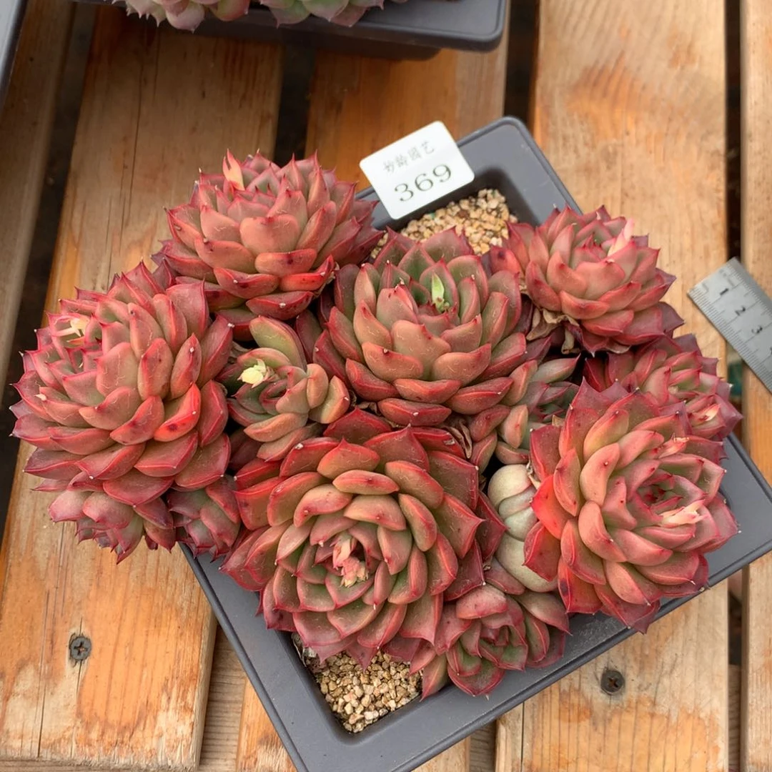 369杂交精品基地18冠