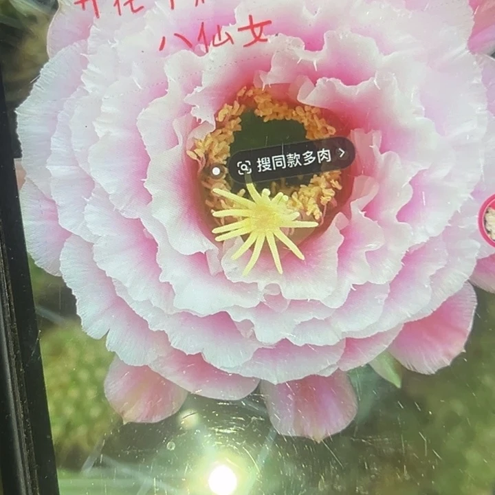 清清八仙女侧牙瑕疵黑点