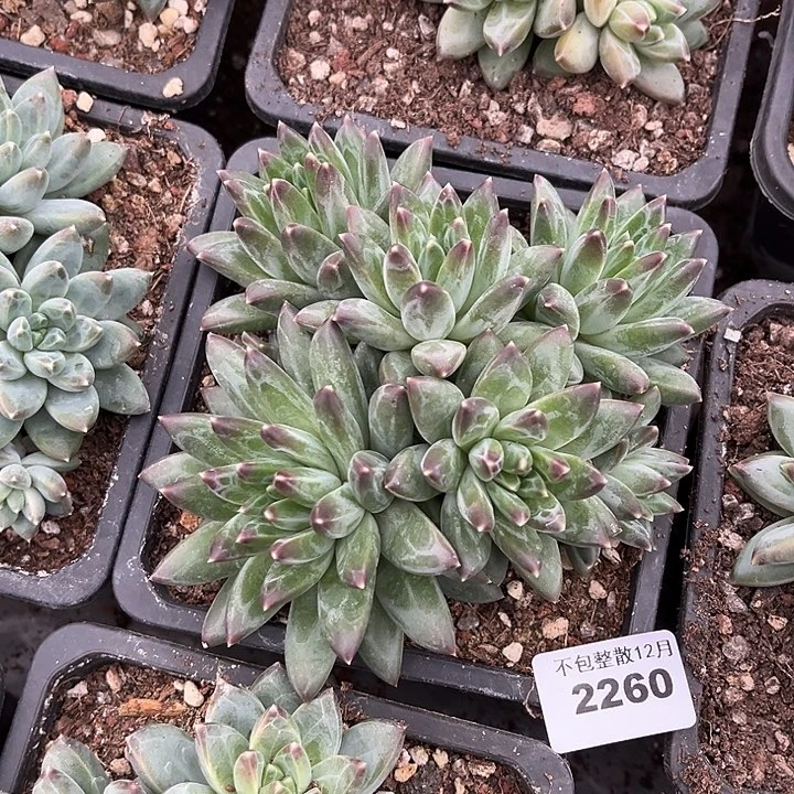 阿雅园艺。      2260