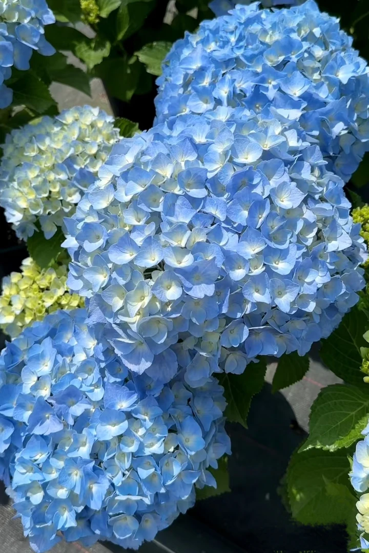 （大海蓝180盆)大花绣球盆栽多季节开 花期长庭院阳台易养护