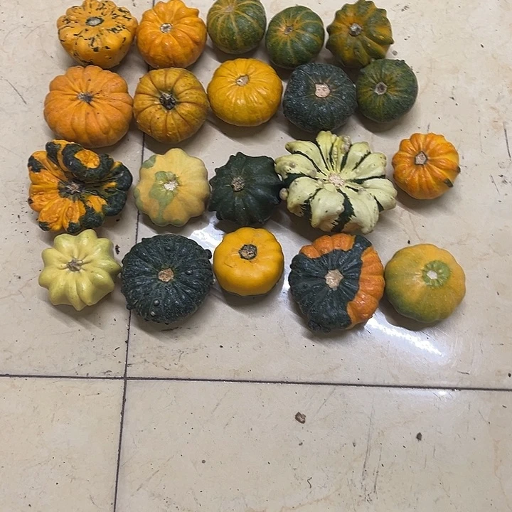悦****墨西哥葫芦葫芦葫芦图