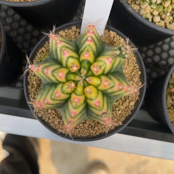 66-0209花田脱土发多肉有伤