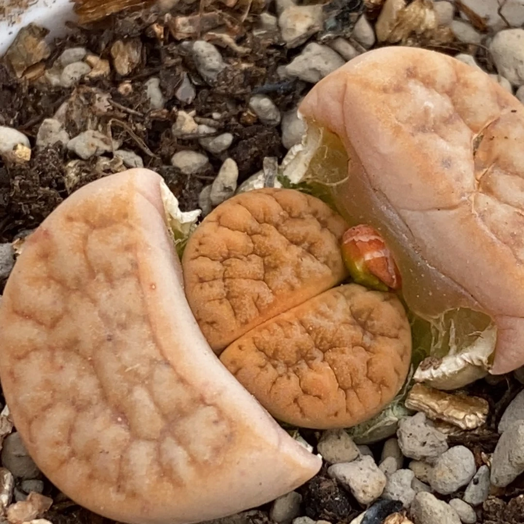 0140 拿铁带盆土发货